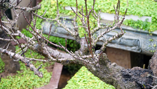 Rét căm căm, đào thất thốn tiến vua được vào phòng điều hòa